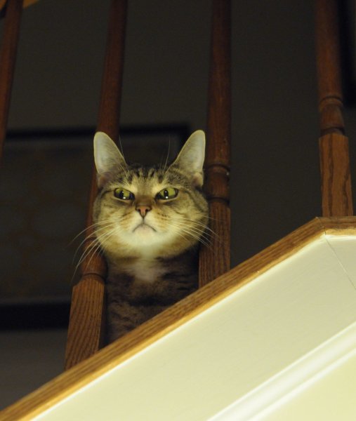 Презрительный кот