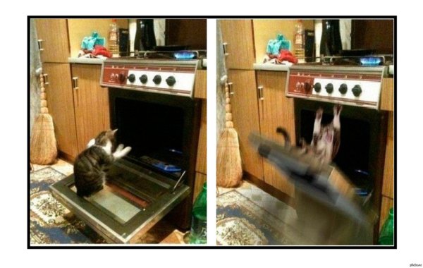 Кот в духовке Мем