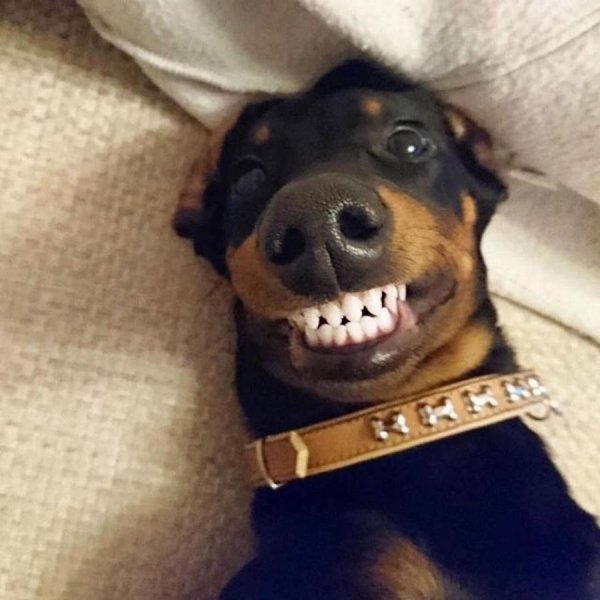 Доберман и такса