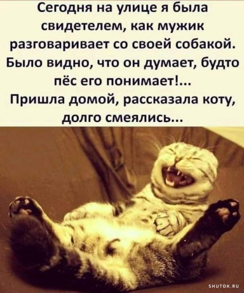 Рассказал коту долго ржали
