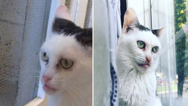 Кошка Марла «Бушеми»