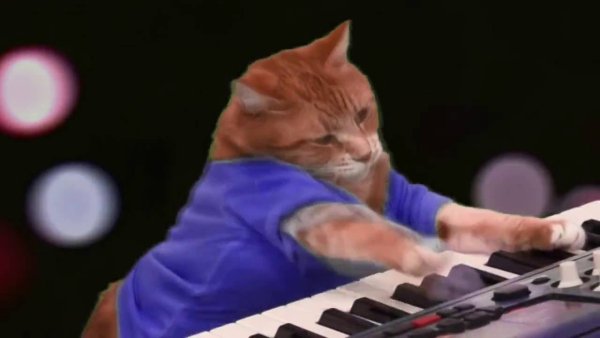Кот играет на пианино Мем