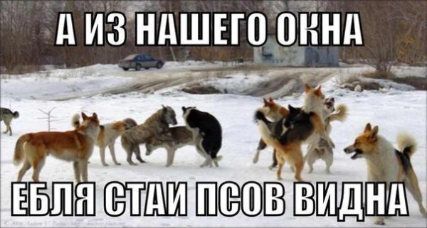 Мем собака рас рас