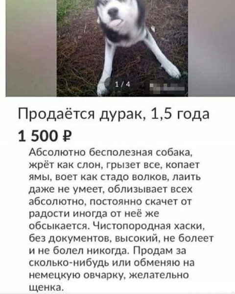 Продается бесполезная собака