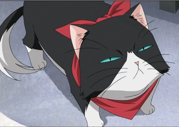 Подозрительный кот