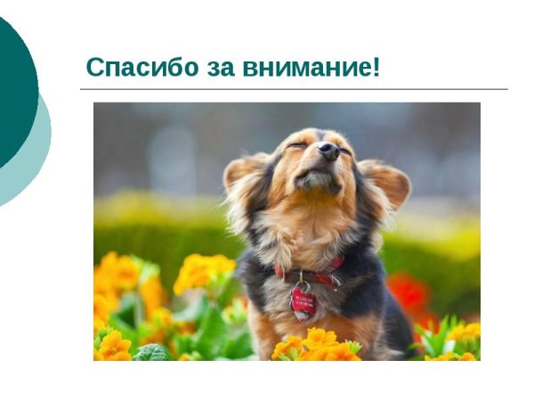 Спасибо за внимание собачка