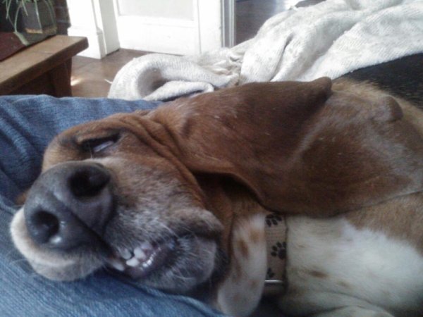 Спящие животные смешные