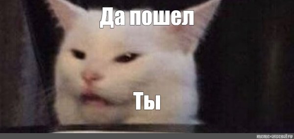 Белый кот из мема