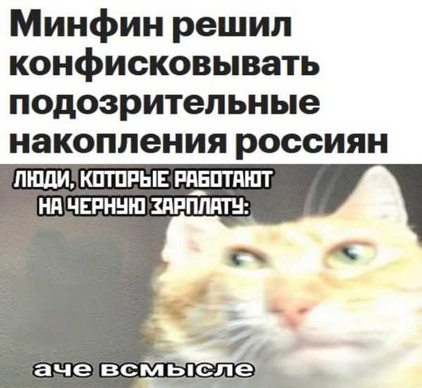 Кот ачевсмысле