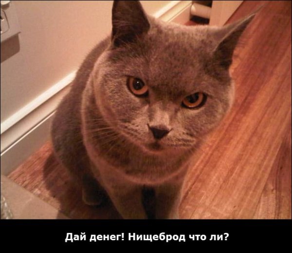 Подозрительный кот