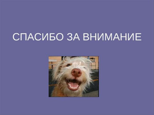 Прикольный слайд спасибо за внимание