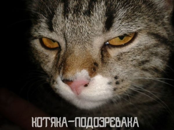 Подозрительный кот