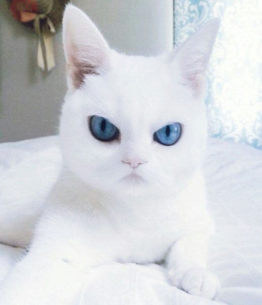 Сердитый белый кот