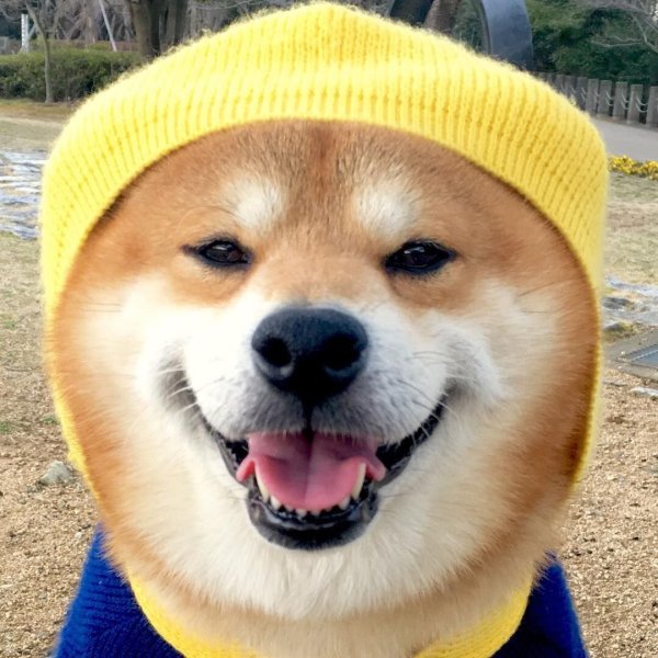 Акита ину собака улыбака