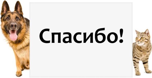 Спасибо от собак
