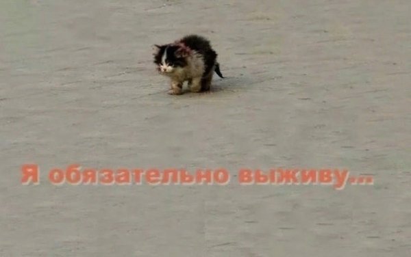 Котенок я обязательно выжив