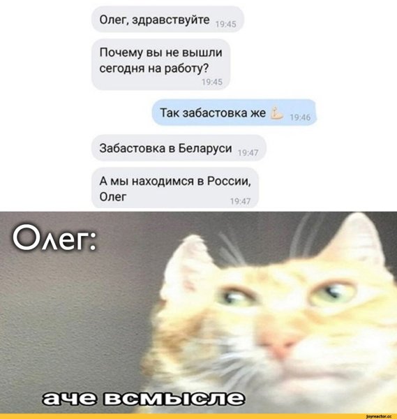 Всмысле Мем кот