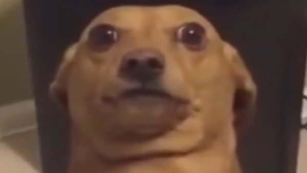 Мемы с собаками