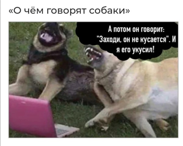 Хозяин сказал он не кусается