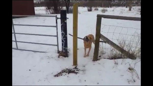 Собака с палкой в зубах
