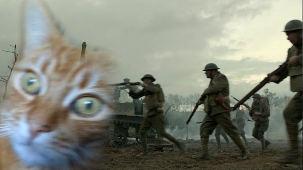 Кот на войне