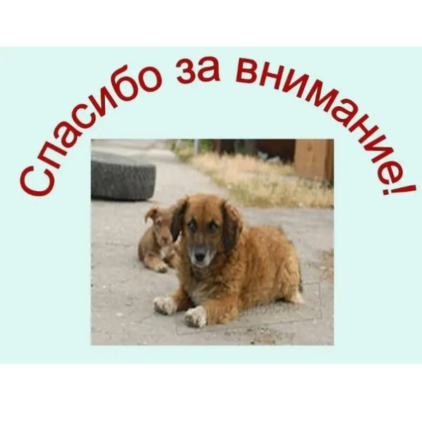 Слайд спасибо за внимание с собакой