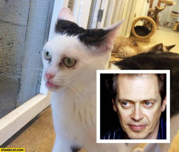 Стив Бушеми Мем кот