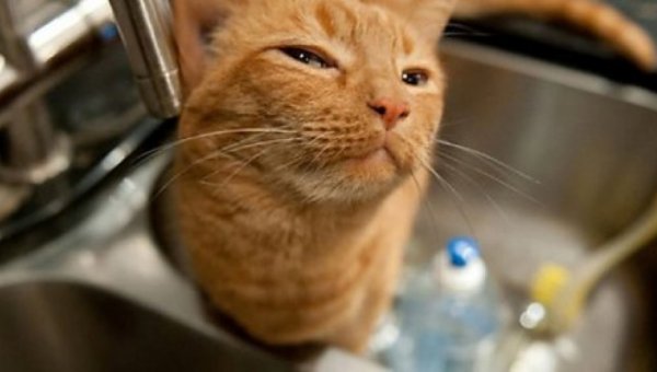 Котик подозревает