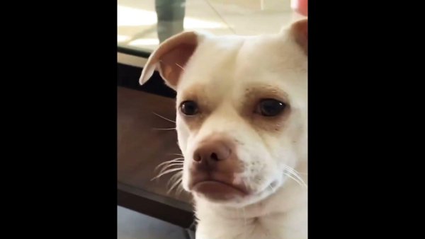 Чихуахуа подозревака