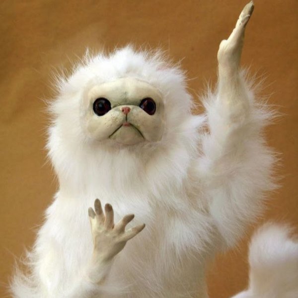 Кот в недоумении