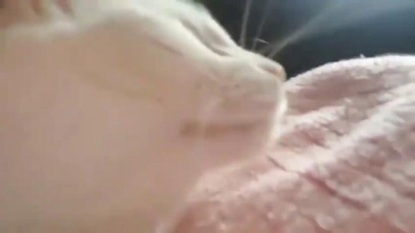 Кот кивает головой