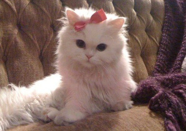 Пушистая кошка