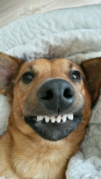 Собачка улыбается