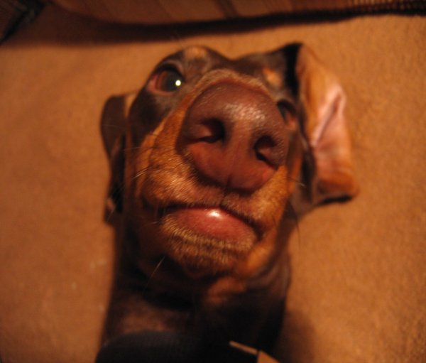 Спасибо за внимание смешные животные