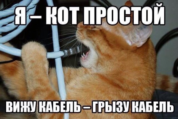 Котик кусает провод