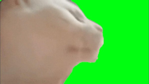 Котик хромакей