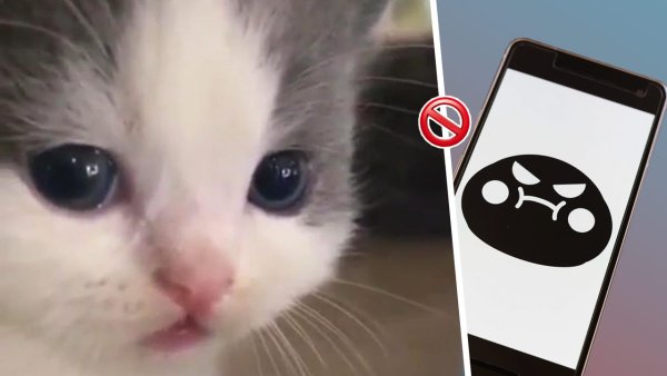 Милые котики из мемов