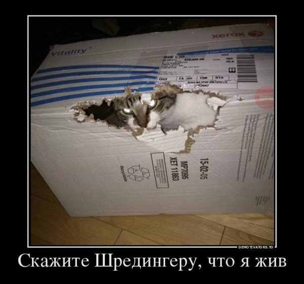 Кот Шредингера прикол