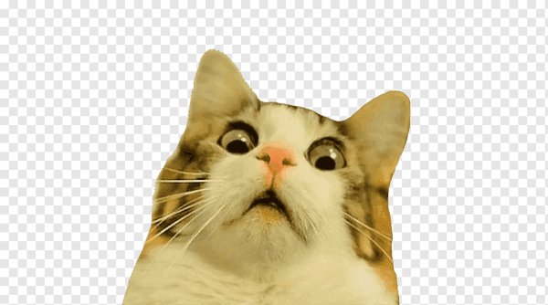 Удивленный кот