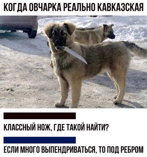 Кавказская овчарка прикол