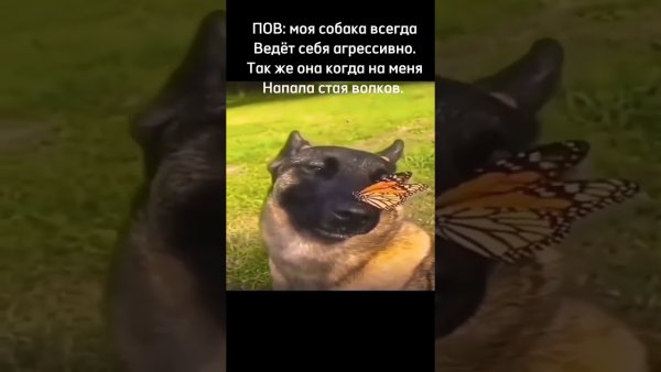 Собачка с бабочкой Мем