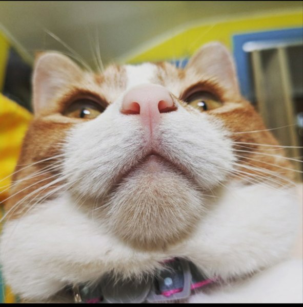 Селфи котов