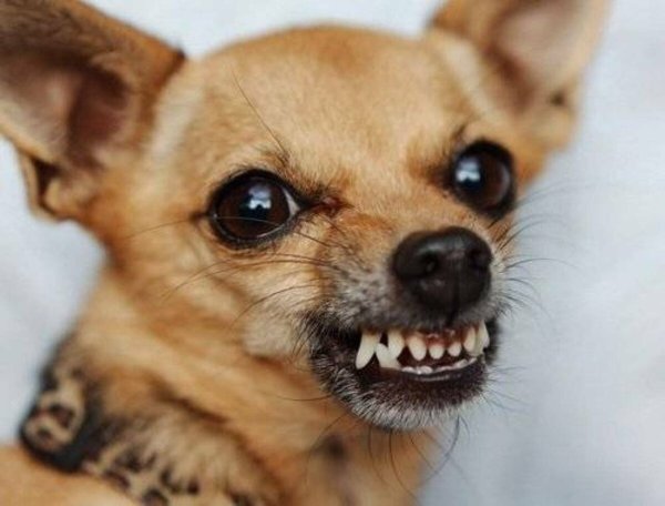 Чихуахуа Хуа злая