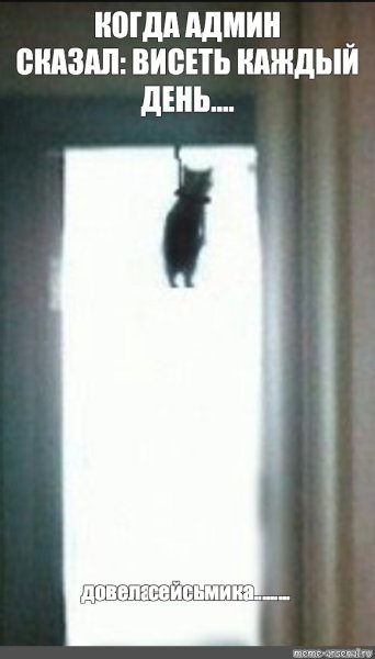 Повешенный котенок Мем