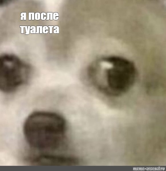 Мемы с собаками