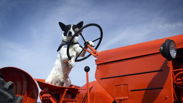Собака на тракторе улетные животные