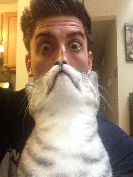 Смешные кот с бородой