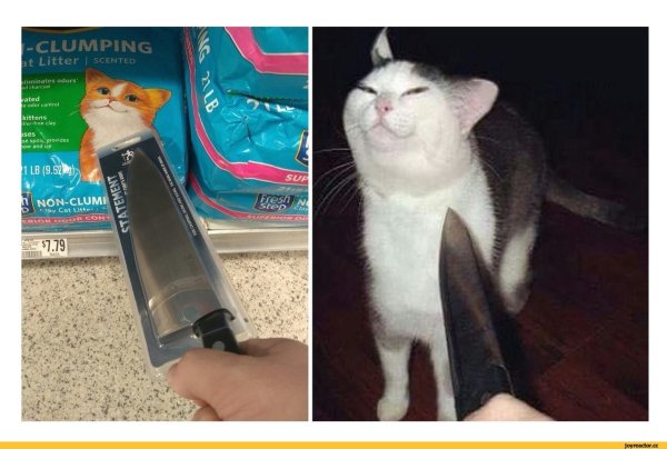Коты с ножами
