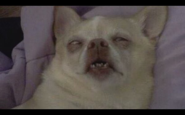 Мемы с собаками