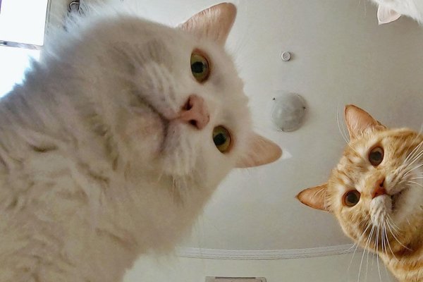 Мем КС котом